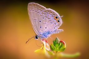 唯美彩色蛱蝶图片